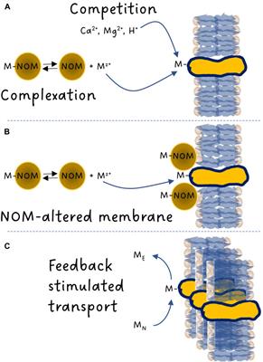 Metal bioavailability in aquatic systems— beyond complexation and competition